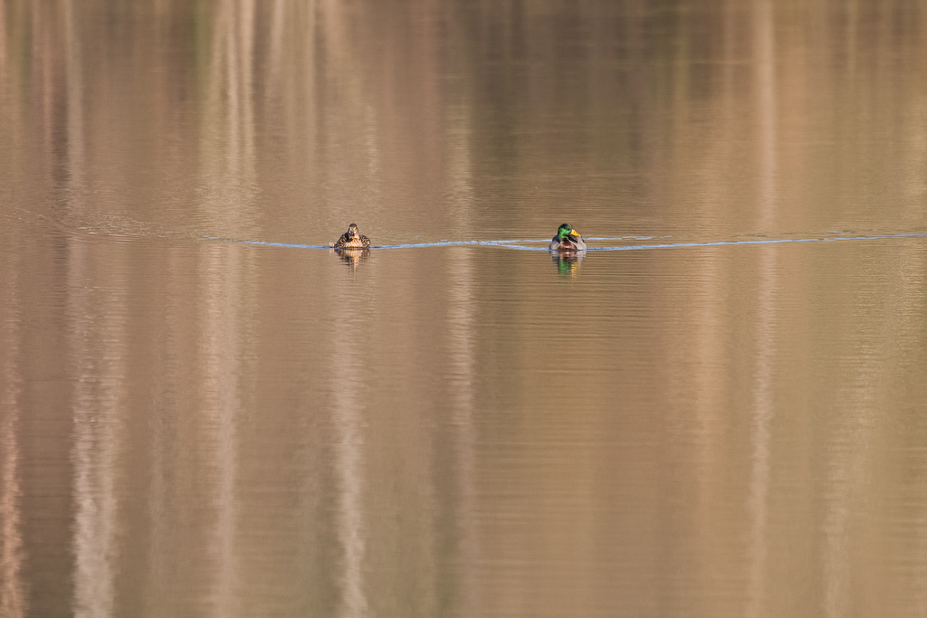 2009-02-25 16-46-38 web