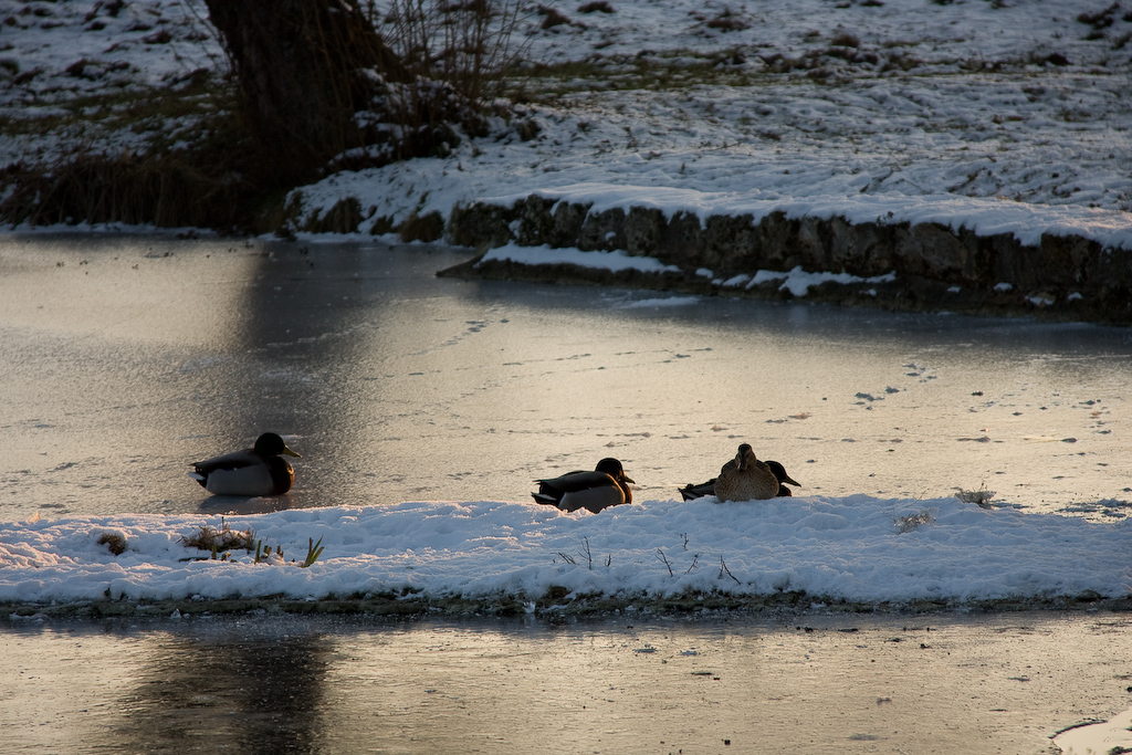 2009-01-10 16-21-28 web